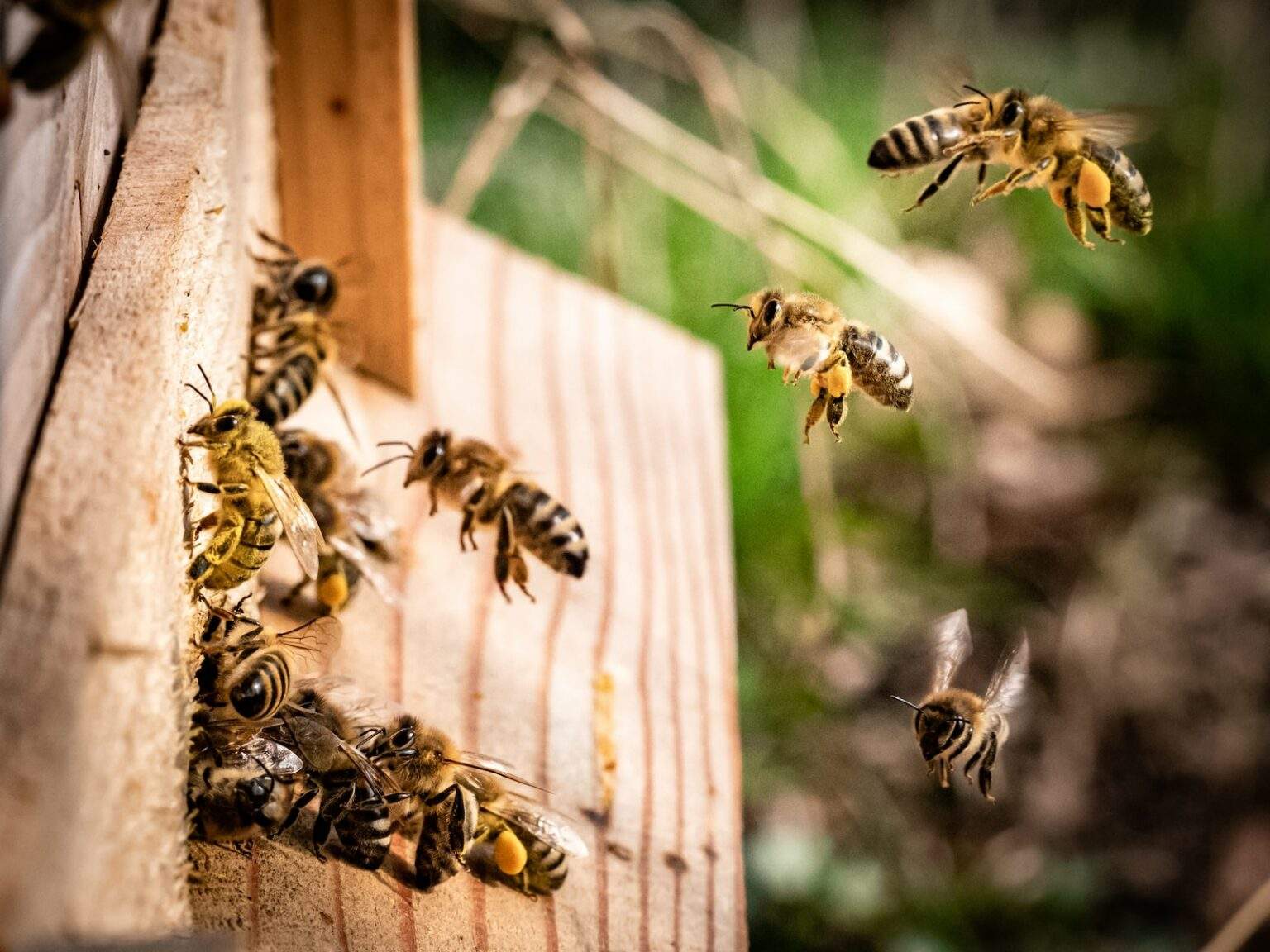 Pourquoi les abeilles ne volent pas la nuit ? yellow and black wasp