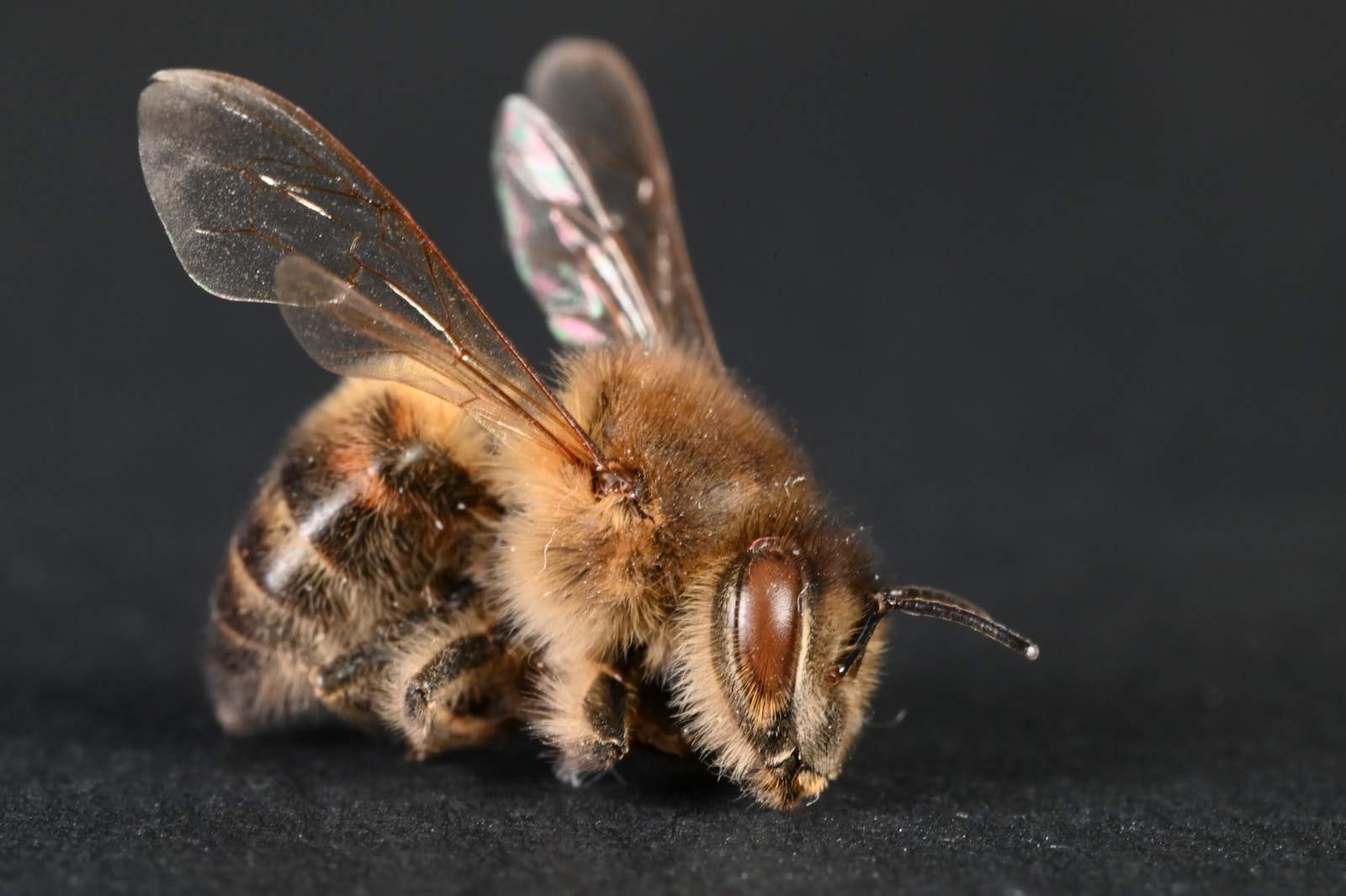 a close up of a bee on a black surface