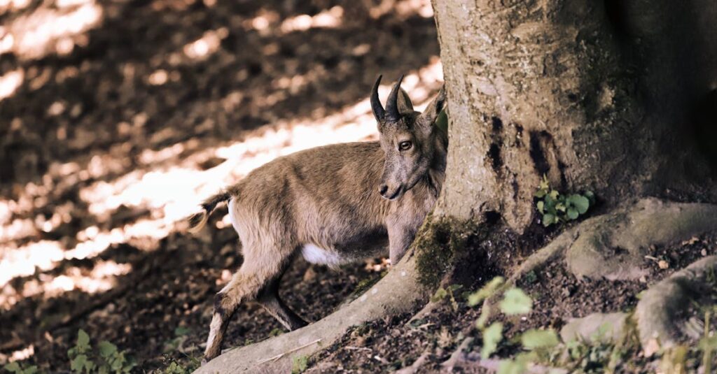 découvrez les traits de personnalité, les caractéristiques et les compatibilités des capricornes, ce signe de terre célèbre pour sa détermination et sa sérieux. explorez comment les capricornes abordent la vie, l'amour et leur carrière.