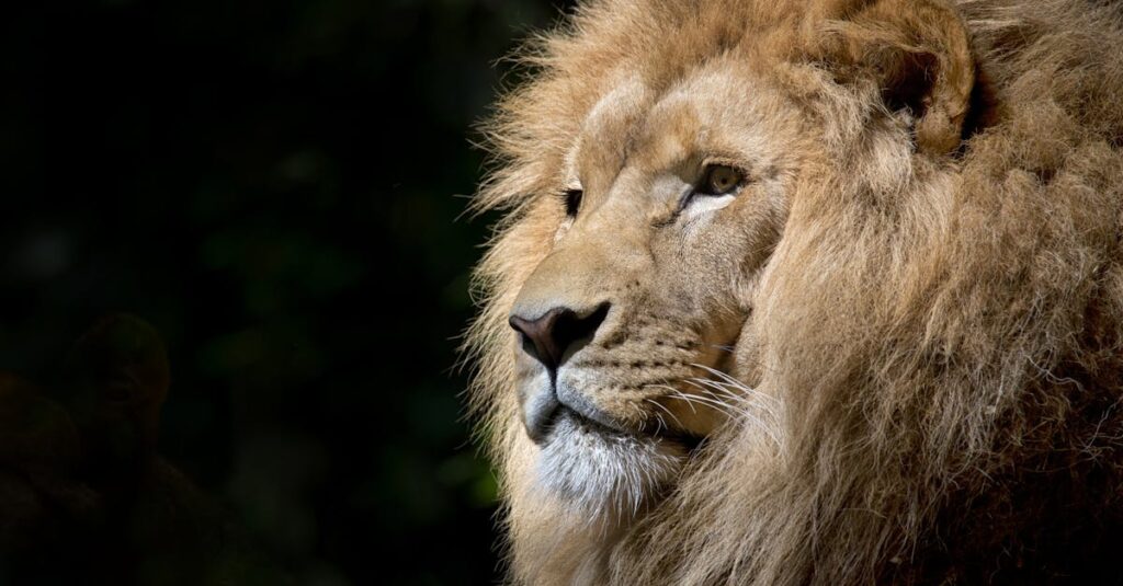 découvrez le majestueux lion, roi de la savane, symbole de force et de courage. apprenez-en plus sur son habitat, son comportement social et son rôle vital dans l'écosystème. plongez dans l'univers fascinant de ce félin emblématique.