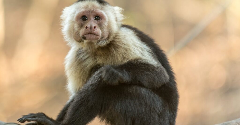 découvrez le monde fascinant des singes : leurs comportements étonnants, leur habitat naturel et les enjeux de leur conservation. plongez dans l'univers captivant de ces primates intelligents et sociables.