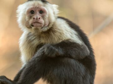découvrez le monde fascinant des singes : leurs comportements étonnants, leur habitat naturel et les enjeux de leur conservation. plongez dans l'univers captivant de ces primates intelligents et sociables.