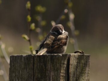 découvrez l'importance de la patience dans notre vie quotidienne. apprenez comment cultiver cette vertu essentielle pour mieux gérer le stress, améliorer vos relations et atteindre vos objectifs. un guide pratique pour ceux qui souhaitent développer leur capacité à attendre et à agir avec calme.