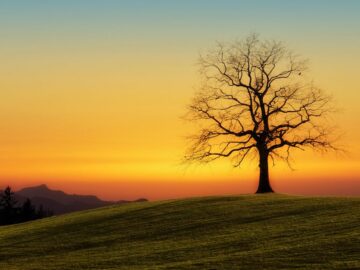 découvrez les multiples facettes de la solitude : un état d'introspection, un havre de paix ou une épreuve difficile. explorez comment ce sentiment complexe peut influencer notre vie, notre créativité et notre bien-être.