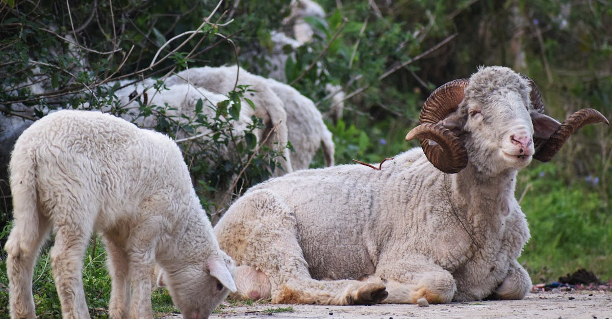 découvrez l'univers d'aries, symbole de passion et de détermination. plongez dans les caractéristiques distinctives de ce signe de feu, ses traits de personnalité, ses compatibilités amoureuses et ses influences astrales. explorez comment aries, avec son énergie dynamique, impacte votre quotidien.