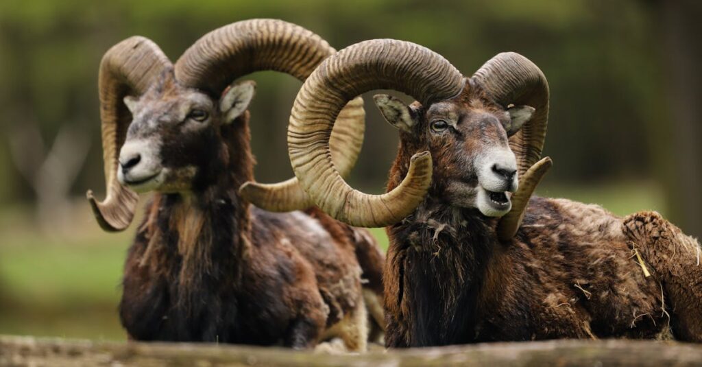 découvrez le monde fascinant des béliers ! plongez dans les traits de caractère, les passions et les défis de ce signe astrolologique dynamique. apprenez comment l'élément feu influence leur personnalité et leur vie quotidienne.