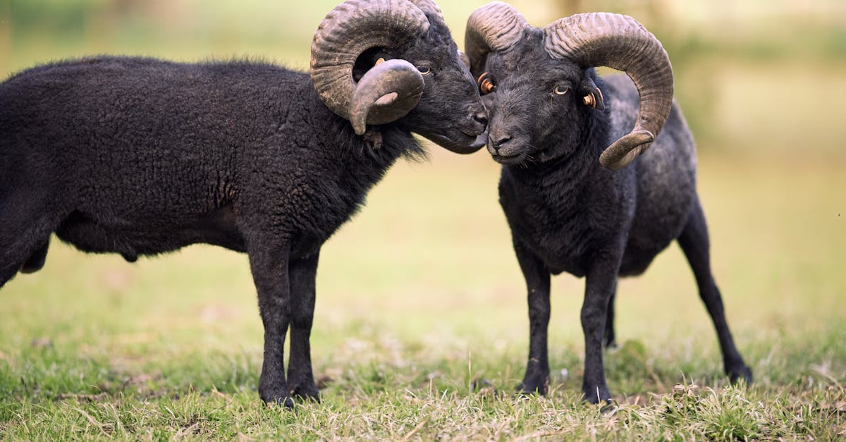 découvrez tout sur le bélier, le premier signe du zodiaque ! apprenez ses traits de personnalité, sa compatibilité amoureuse, et comment ce signe de feu influence la vie de ceux nés entre le 21 mars et le 19 avril.