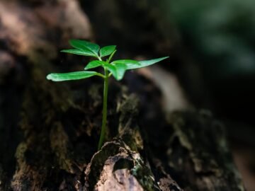 découvrez l'importance de l'environnement et les enjeux écologiques actuels. apprenez comment préserver notre planète pour les générations futures grâce à des conseils pratiques et des actions concrètes.