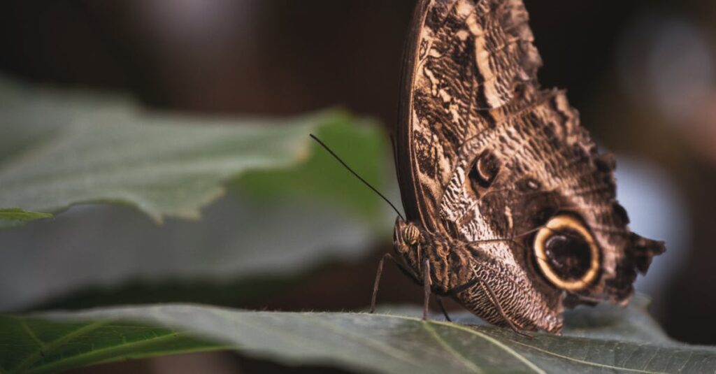 découvrez comment l'évolution façonne la biodiversité et influence les espèces au fil du temps. explorez les concepts clés, les mécanismes de sélection naturelle et les découvertes fascinantes qui révèlent l'histoire de la vie sur terre.