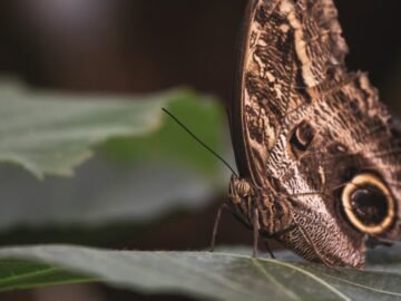 découvrez comment l'évolution façonne la biodiversité et influence les espèces au fil du temps. explorez les concepts clés, les mécanismes de sélection naturelle et les découvertes fascinantes qui révèlent l'histoire de la vie sur terre.