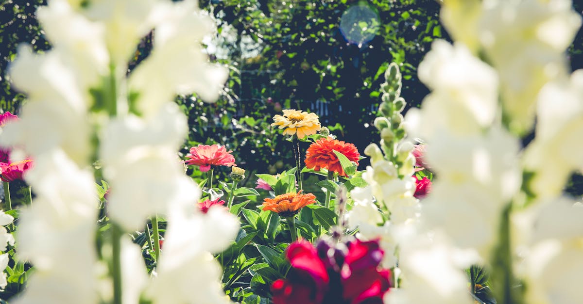 découvrez l'art du jardinage avec nos conseils pratiques, astuces essentielles et idées créatives pour aménager et entretenir votre jardin. que vous soyez débutant ou expert, trouvez l'inspiration pour cultiver vos plantes et créer un espace extérieur harmonieux.