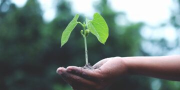 découvrez l'art du jardinage avec nos conseils pratiques, astuces et guides pour créer un jardin florissant. apprenez à cultiver vos propres plantes, légumes et fleurs tout en respectant l'environnement.