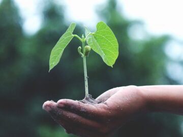 découvrez l'art du jardinage avec nos conseils pratiques, astuces et guides pour créer un jardin florissant. apprenez à cultiver vos propres plantes, légumes et fleurs tout en respectant l'environnement.