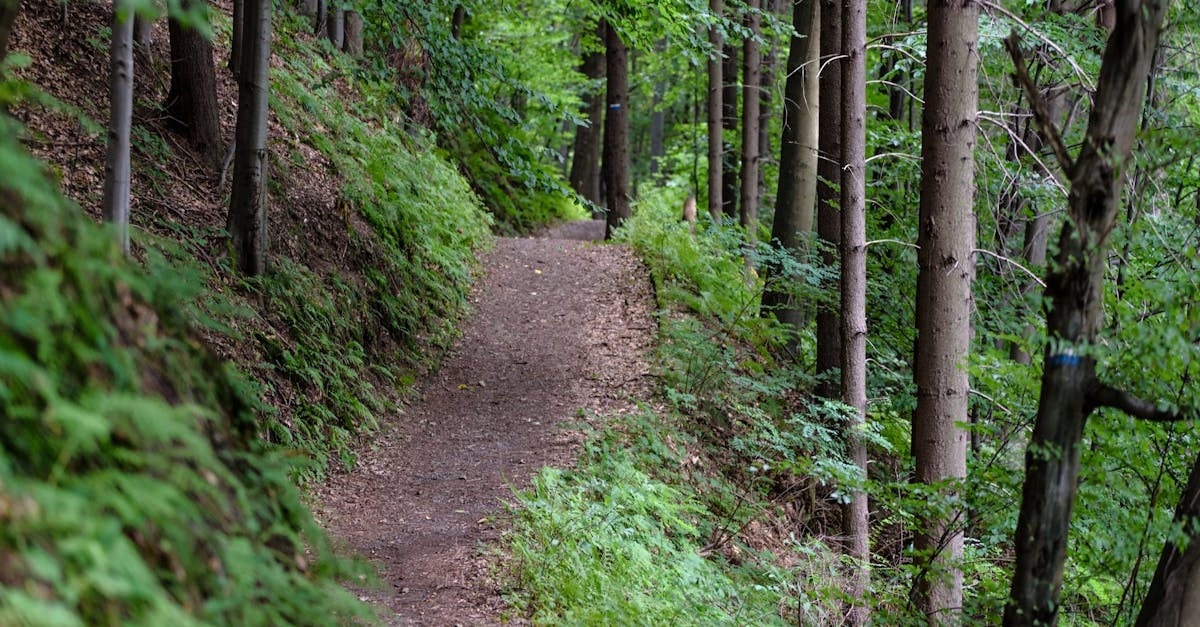 découvrez les meilleures destinations de randonnée à travers le monde. des sentiers pittoresques aux paysages à couper le souffle, plongez dans l'aventure et explorez la nature comme jamais auparavant.
