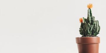 découvrez l'art du minimalisme : un mode de vie épuré qui privilégie l'essentiel, favorise la créativité et réduit le stress. apprenez à simplifier votre quotidien et à vivre avec moins, pour un maximum de bien-être.