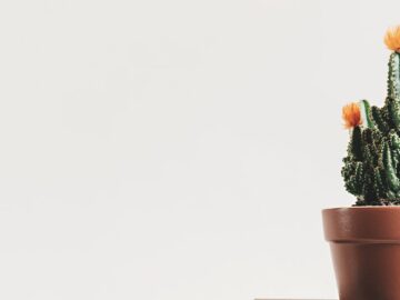 découvrez l'art du minimalisme : un mode de vie épuré qui privilégie l'essentiel, favorise la créativité et réduit le stress. apprenez à simplifier votre quotidien et à vivre avec moins, pour un maximum de bien-être.