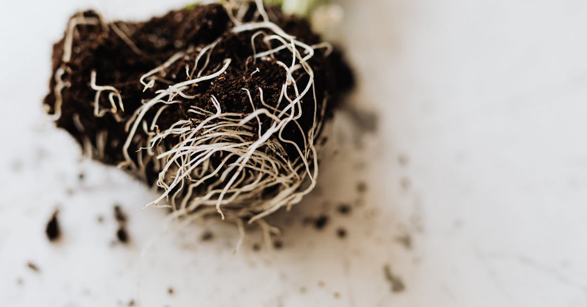 découvrez l'origine fascinante des racines, leur rôle essentiel dans les écosystèmes et la richesse qu'elles apportent à la biodiversité. explorez comment les racines soutiennent la vie terrestre et influencent notre environnement.