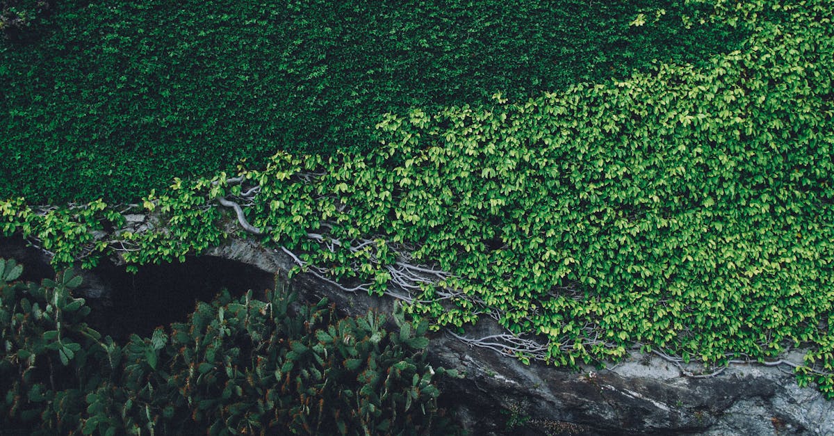 découvrez le monde fascinant des racines : leur rôle essentiel dans l'écosystème, leur diversité et les secrets qu'elles renferment pour le développement des plantes et la santé de notre environnement.