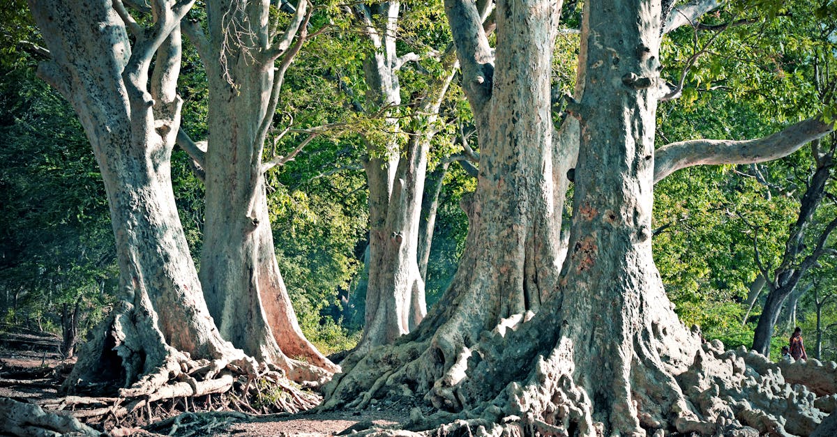 découvrez l'essence des 'roots', une exploration profonde de l'identité, de la culture et des traditions qui nous relient à nos origines. plongez dans un voyage émotionnel et inspirant pour célébrer notre patrimoine commun.