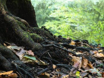 découvrez le pouvoir des racines avec 'roots', une exploration fascinante de l'identité, de l'héritage et des liens culturels. plongez dans une saga qui célèbre la diversité et l'importance de connaître ses origines.
