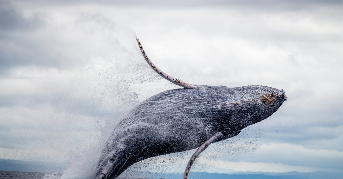 découvrez comment mettre fin à une relation avec douceur et respect grâce à nos conseils pour une séparation en douceur.
