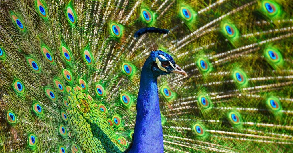 découvrez tout sur le courtship : traditions, étapes et conseils pour bien débuter une relation amoureuse.