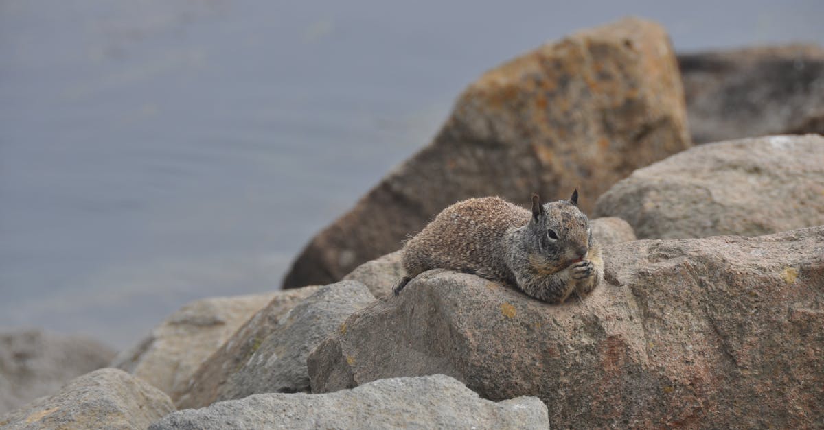découvrez les comportements courants des ex-petits amis et comment les comprendre pour avancer sereinement.