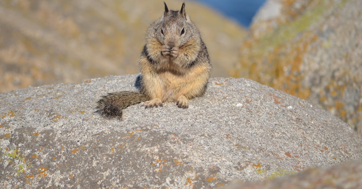 découvrez les comportements typiques des ex-petits amis et comment les comprendre pour mieux gérer la séparation.