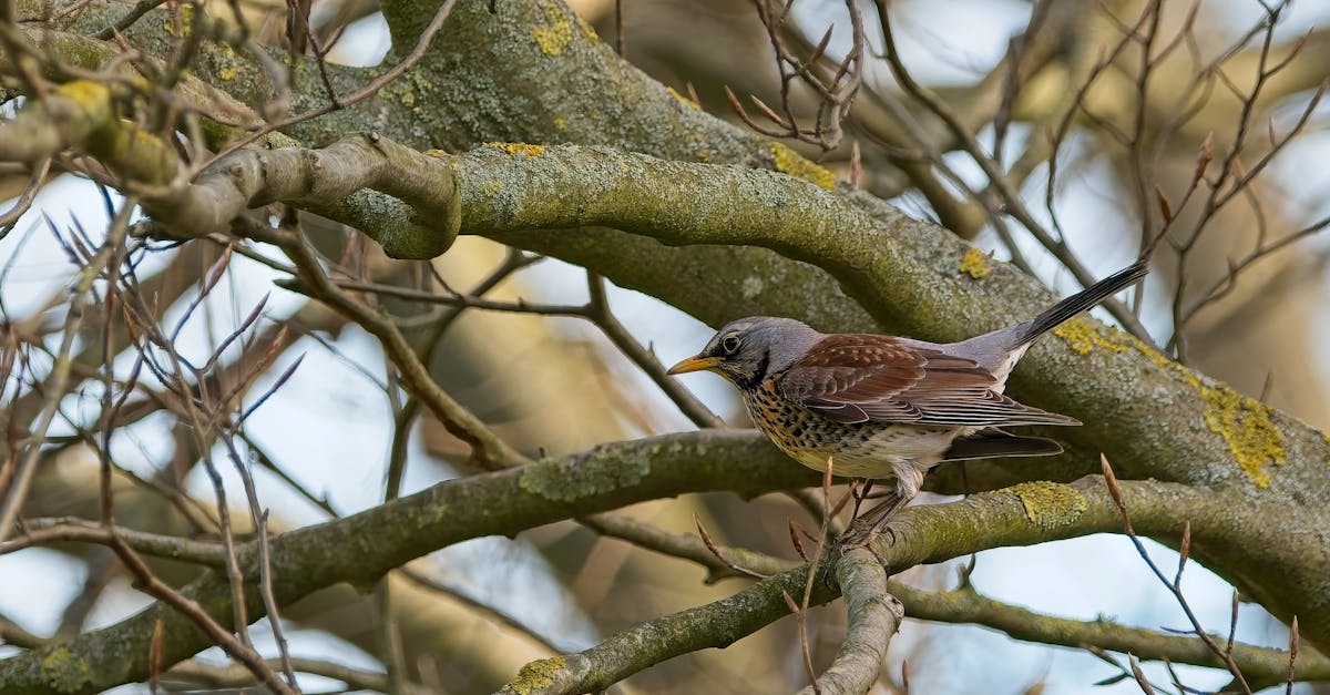 découvrez les comportements typiques d'un ex-amoureux après une rupture et apprenez à les comprendre pour mieux tourner la page.