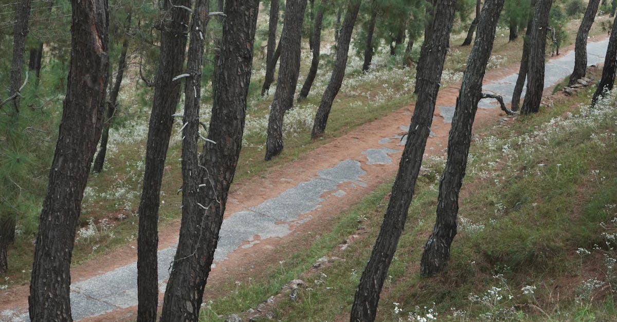 découvrez comment renouer avec votre ex après une période de silence grâce à des conseils pratiques et efficaces pour raviver la communication et reconstruire votre relation.