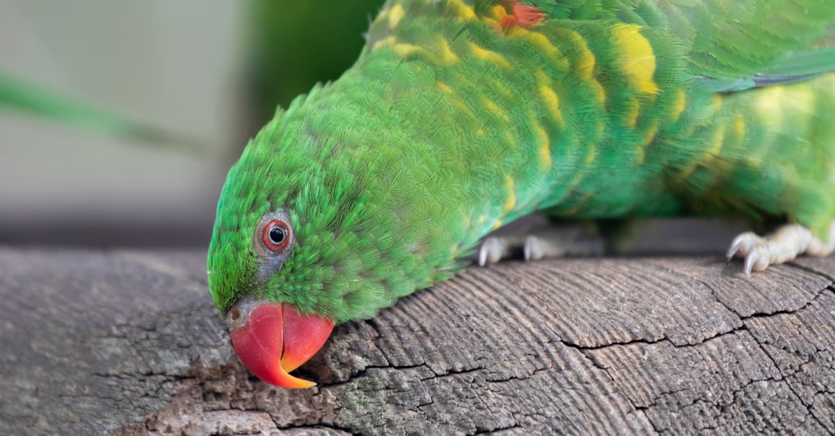 découvrez comment faire regretter votre ex grâce à des messages sms efficaces et stratégiques pour raviver ses sentiments.