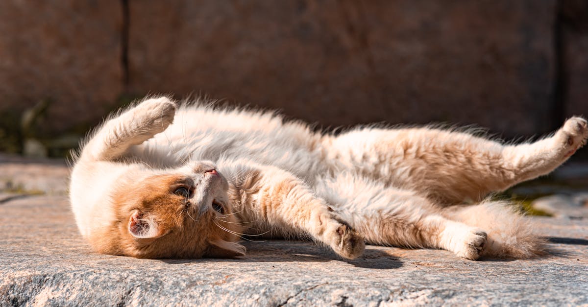 redonnez vie à votre amour avec des conseils et astuces pour raviver la passion et renforcer votre relation.