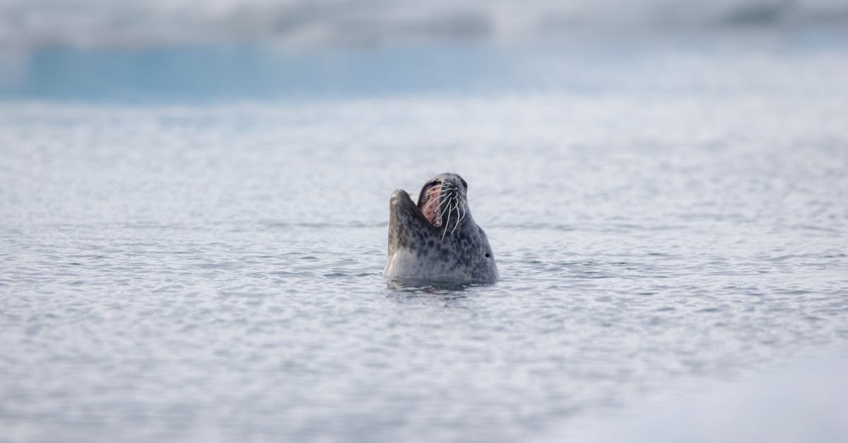 découvrez silent signals, une exploration captivante des messages discrets qui influencent nos vies au quotidien.