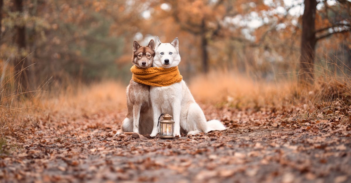 découvrez l'histoire intense et émouvante d'ex-amis dont les liens ont été brisés, explorant les complexités des relations et des ruptures.