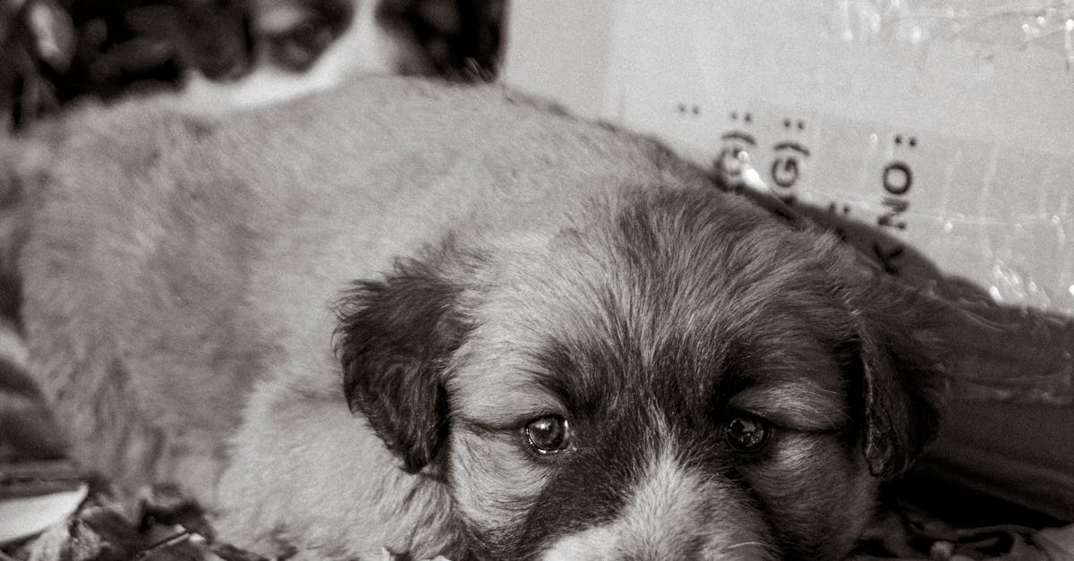 découvrez ce que signifie la dépendance affective, ses causes et comment y faire face pour améliorer vos relations.