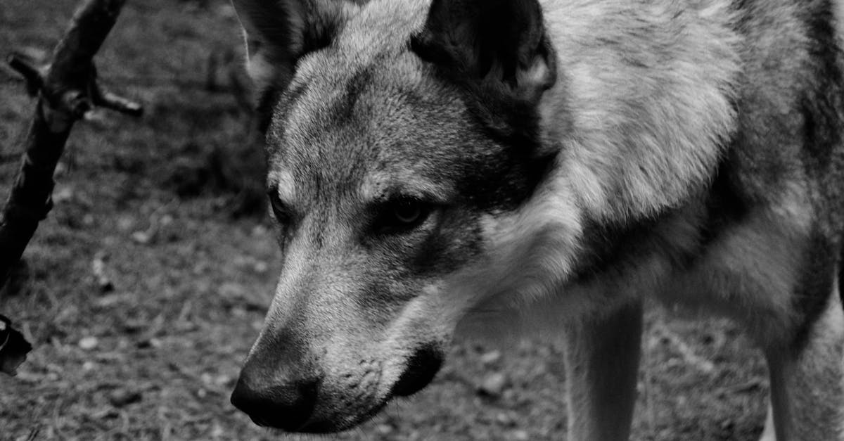 découvrez ce qu'est le stalking, ses manifestations, ses conséquences, et comment se protéger contre ce comportement obsessionnel et harcelant.