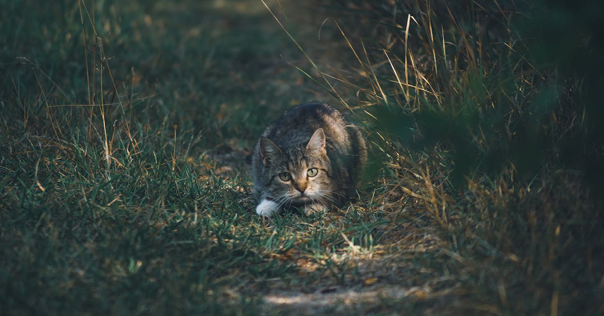 le stalking désigne le harcèlement obsessionnel d'une personne, impliquant des comportements répétitifs qui causent peur ou stress. découvrez ses formes, conséquences et moyens de protection.