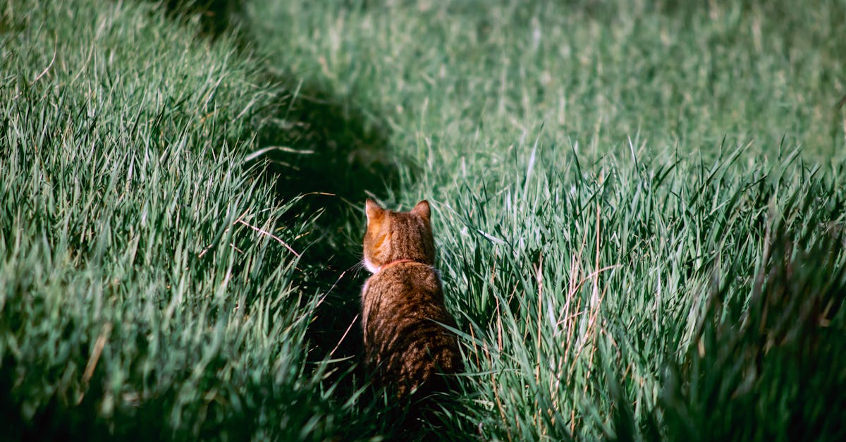découvrez ce qu'est le stalking, ses manifestations, ses conséquences et comment s'en protéger efficacement.