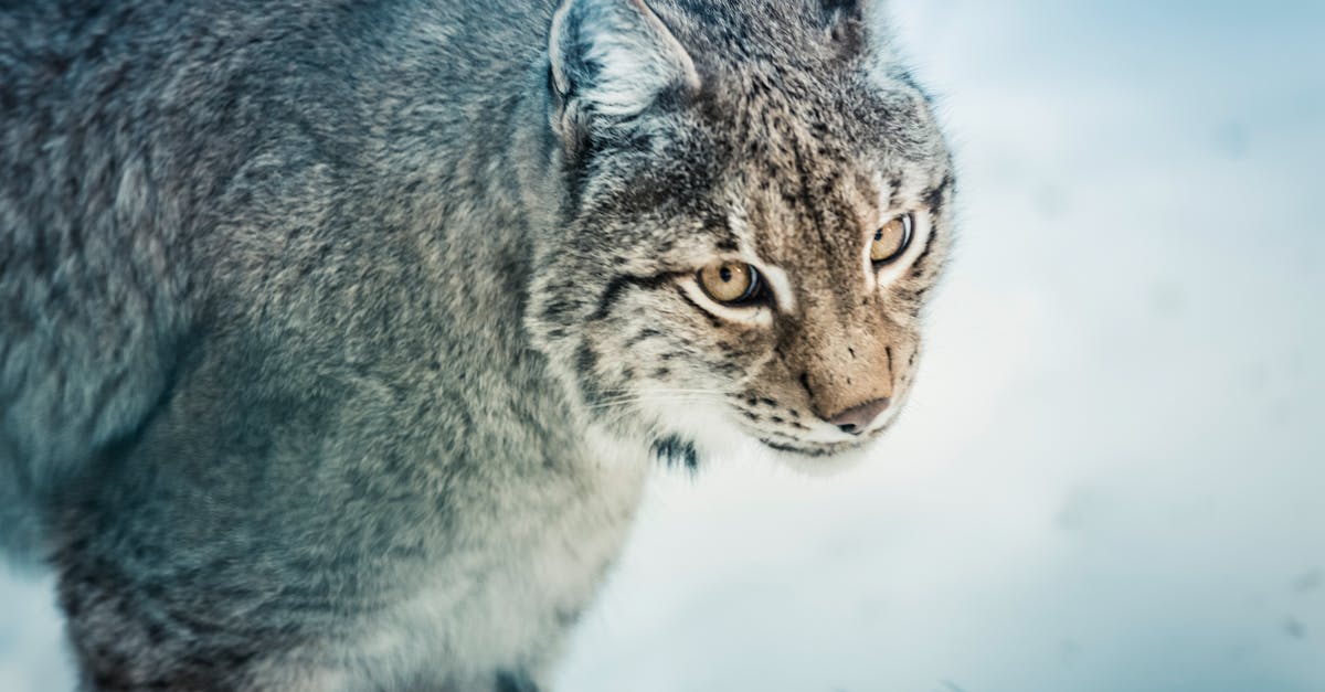 découvrez ce qu'est le stalking, ses manifestations, ses impacts sur les victimes, et les moyens de se protéger contre ce comportement obsessionnel et intrusif.
