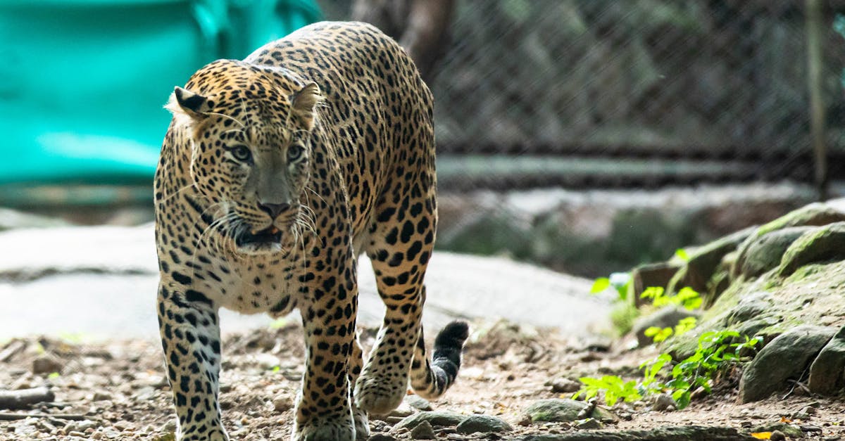 découvrez ce qu'est le stalking, ses manifestations, ses conséquences et comment se protéger contre ce comportement intrusif et dangereux.