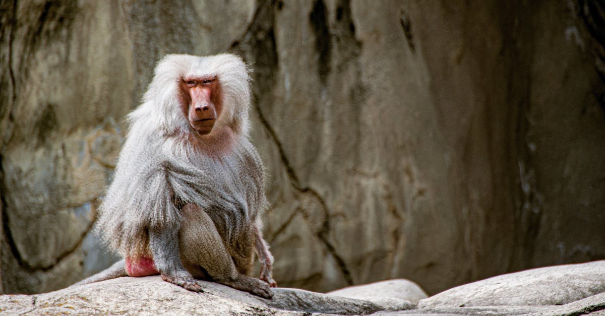 découvrez l'art de la captivation : comment attirer et maintenir l'attention pour un impact maximal.