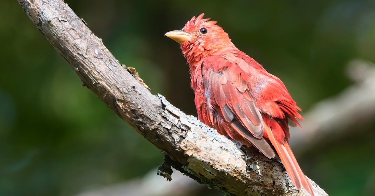 découvrez la signification des rêves sur un ex, ce qu'ils révèlent sur vos émotions passées et comment les interpréter.