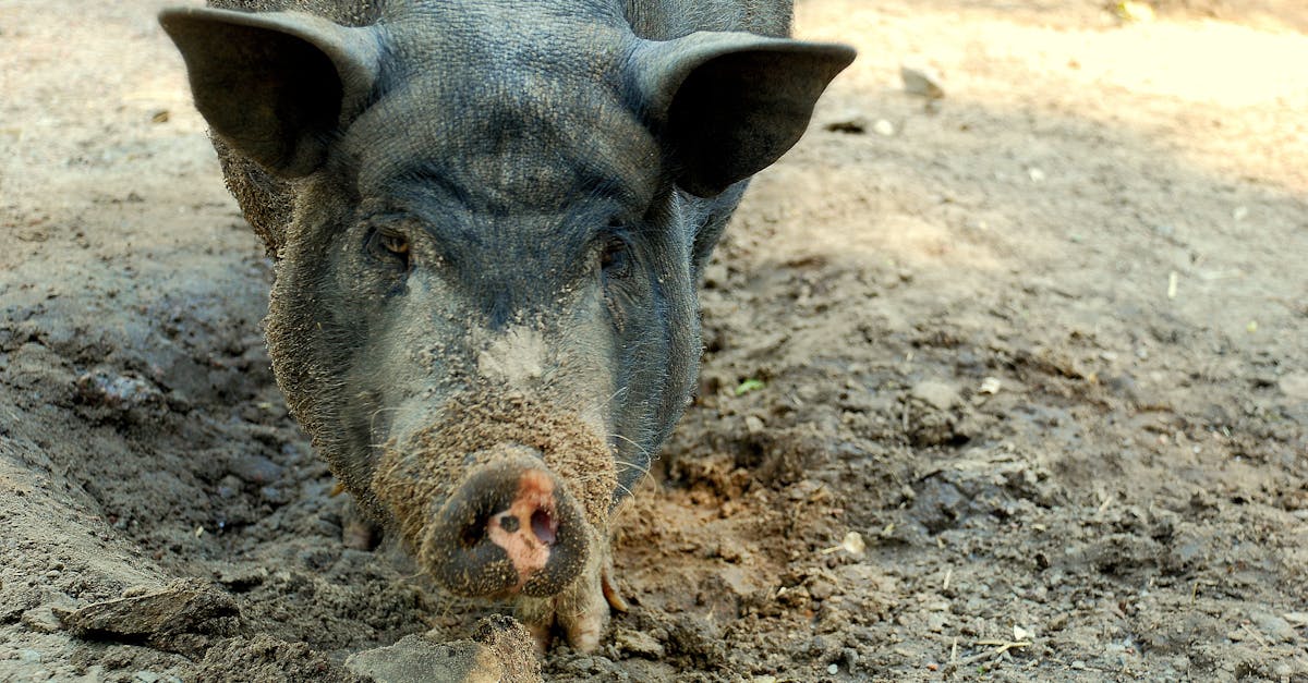 découvrez des conseils et astuces pour gérer les relations avec votre ex-petit ami, surmonter une rupture et retrouver votre bonheur.