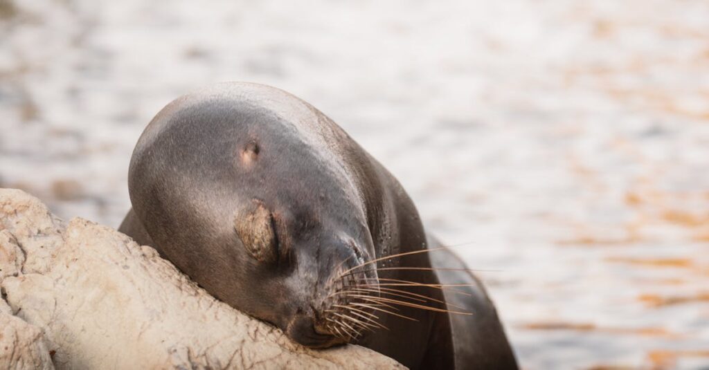 découvrez les complexités et les émotions mêlées de 'sleeping with an ex', une histoire captivante sur l'amour, les regrets et les secondes chances.