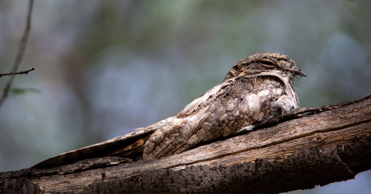 découvrez le profil de l'homme évitant : comprenez ses comportements, ses peurs et comment naviguer dans une relation avec lui.