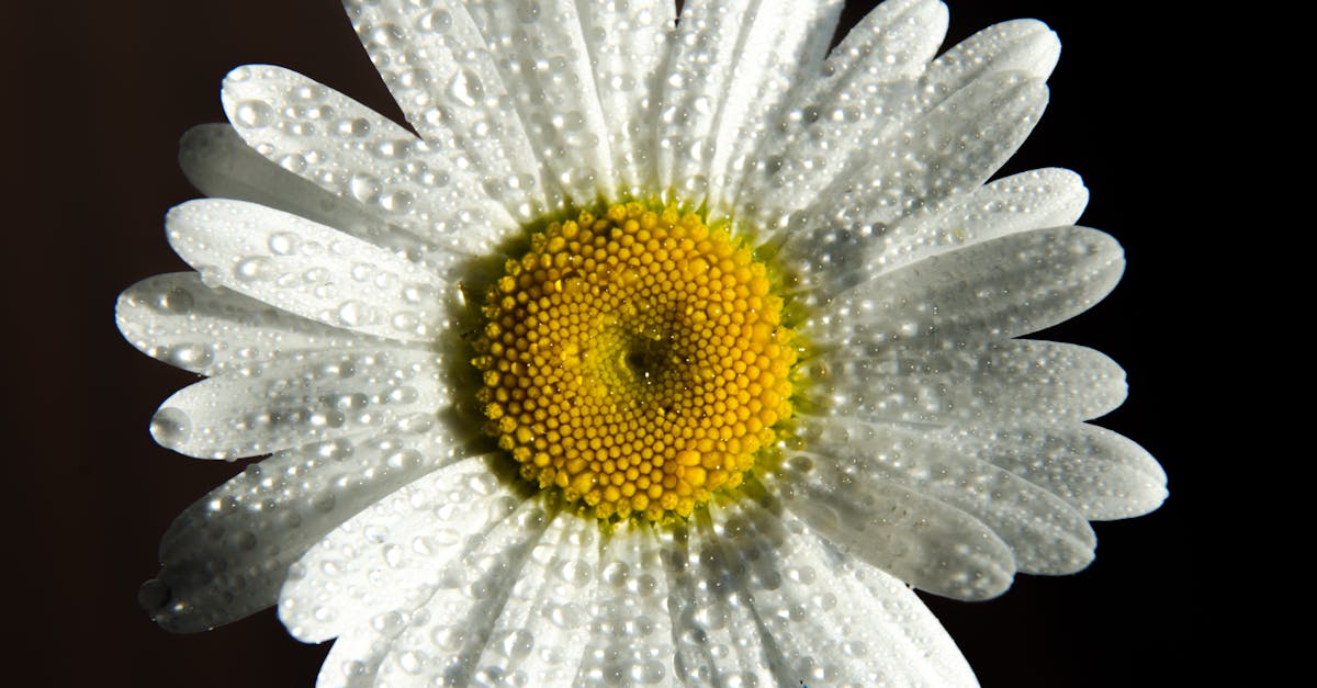découvrez la véritable essence de l'amour avec 'true love' : une célébration des liens profonds et sincères qui unissent les cœurs.
